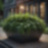 A vibrant city garden planter overflowing with lush greenery.