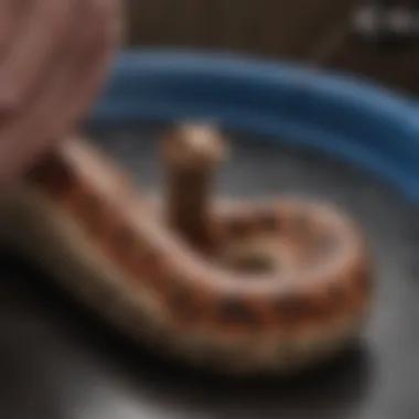 A close-up view of a drain being unclogged with a plumber's snake