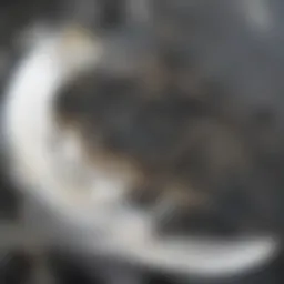 Clogged sink drain with water pooling