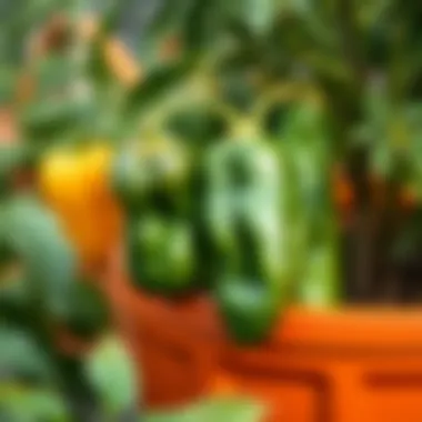 Bountiful harvest of peppers from a container