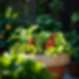 Vibrant container garden with leafy greens