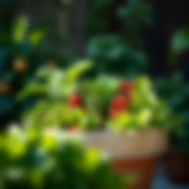 Vibrant container garden with leafy greens